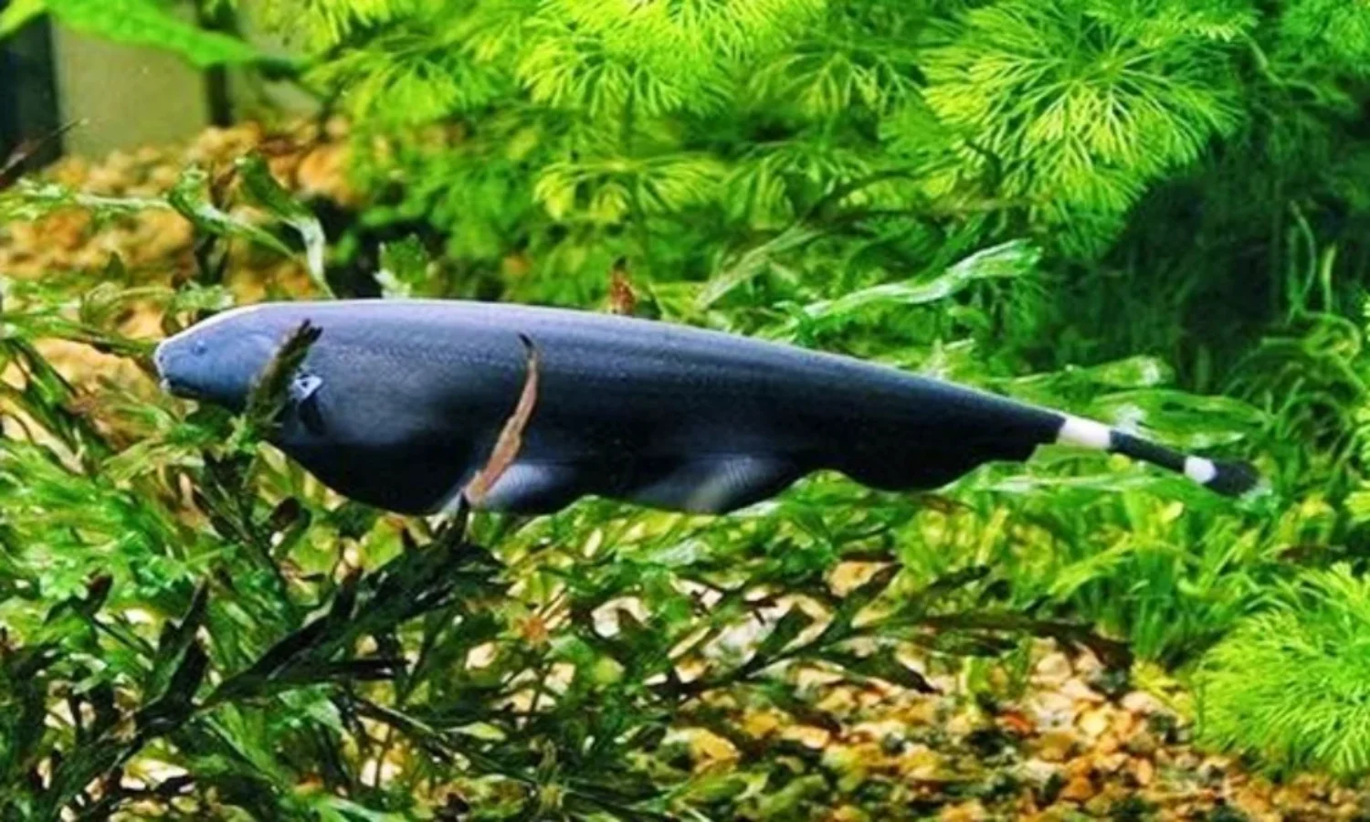 Pahami Ikan Black Ghost: Ciri, Morfologi dan Klasifikasi